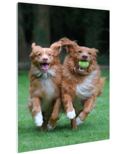 FotoCadeau.nl - Twee honden spelen met bal Glas 40x60 cm - Foto print op Glas (Plexiglas wanddecoratie)