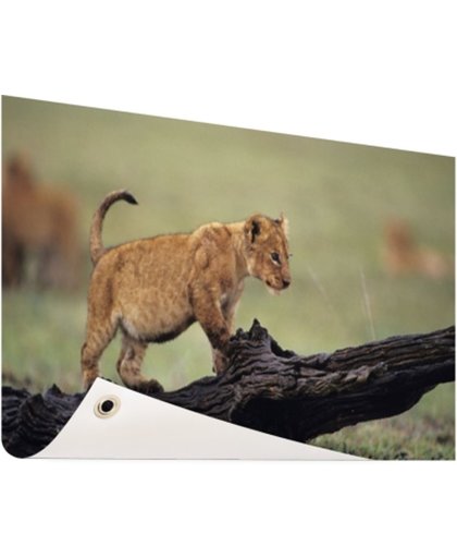 FotoCadeau.nl - Jong leeuwtje in Kenia Tuinposter 120x80 cm - Foto op Tuinposter (tuin decoratie)