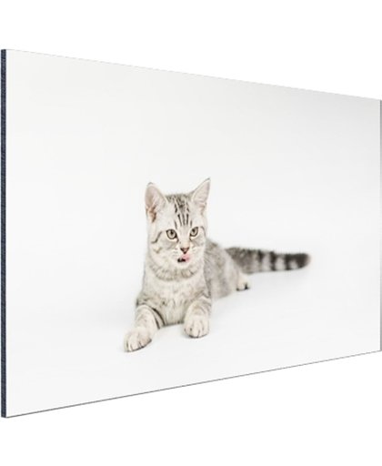 FotoCadeau.nl - Kitten met witte achtergrond Aluminium 90x60 cm - Foto print op Aluminium (metaal wanddecoratie)