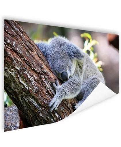 FotoCadeau.nl - Slapende koala Poster 120x80 cm - Foto print op Poster (wanddecoratie)