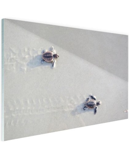 FotoCadeau.nl - Twee kleine schildpadden Glas 120x80 cm - Foto print op Glas (Plexiglas wanddecoratie)