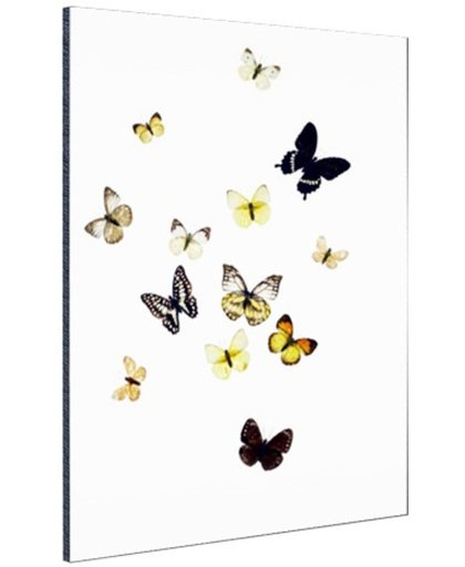 FotoCadeau.nl - Vlinders op witte achtergrond Aluminium 60x90 cm - Foto print op Aluminium (metaal wanddecoratie)