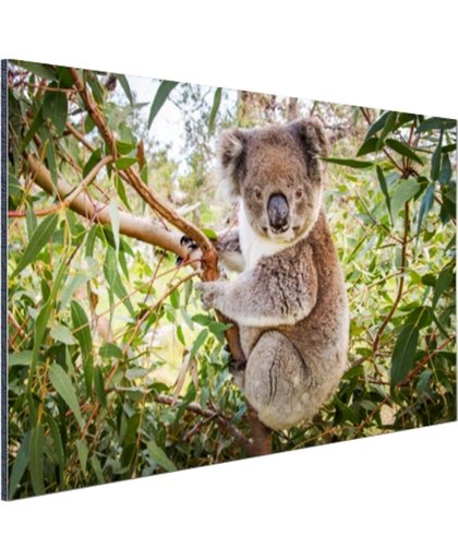 FotoCadeau.nl - Koala in een boom Aluminium 60x40 cm - Foto print op Aluminium (metaal wanddecoratie)