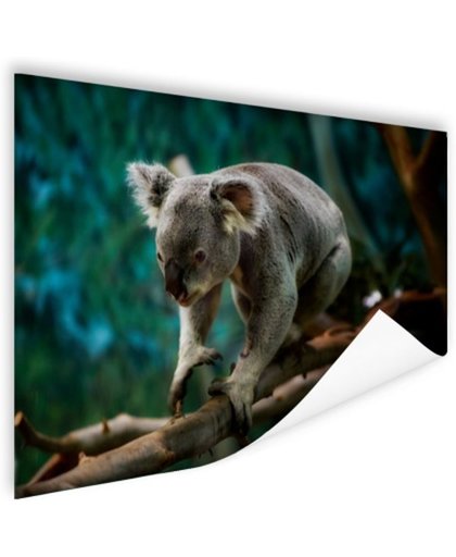 FotoCadeau.nl - Klimmende koala op tak Poster 150x75 cm - Foto print op Poster (wanddecoratie)