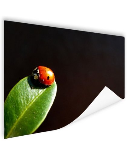 FotoCadeau.nl - Lieveheersbeest blad zwarte achtergrond Poster 60x40 cm - Foto print op Poster (wanddecoratie)