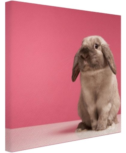 FotoCadeau.nl - Konijnen voor roze muur Canvas 60x40 cm - Foto print op Canvas schilderij (Wanddecoratie)