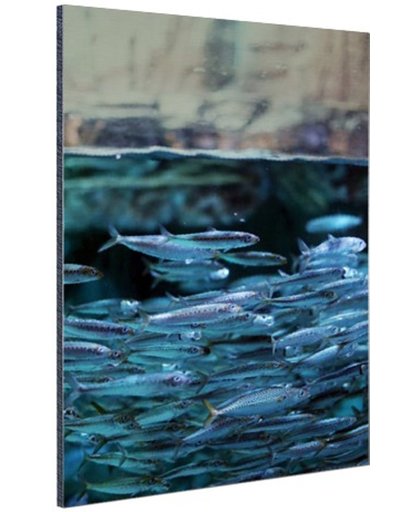 FotoCadeau.nl - Boven en onderwater vissen Aluminium 80x120 cm - Foto print op Aluminium (metaal wanddecoratie)