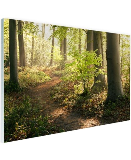 FotoCadeau.nl - Een bospad verlicht door de zon Glas 60x40 cm - Foto print op Glas (Plexiglas wanddecoratie)