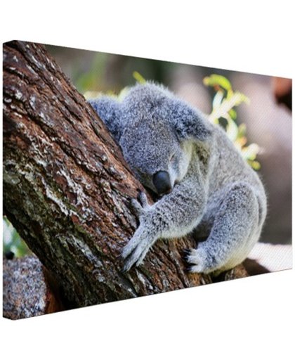 FotoCadeau.nl - Slapende koala Canvas 120x80 cm - Foto print op Canvas schilderij (Wanddecoratie)