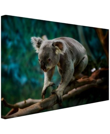 FotoCadeau.nl - Klimmende koala op tak Canvas 60x40 cm - Foto print op Canvas schilderij (Wanddecoratie)
