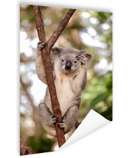 FotoCadeau.nl - Zwaaiende koala Poster 75x150 cm - Foto print op Poster (wanddecoratie)