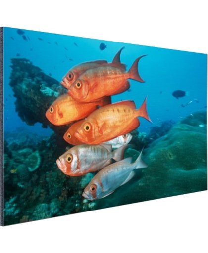 FotoCadeau.nl - Rode en grijze vissen bij Zuid-Afrika Aluminium 90x60 cm - Foto print op Aluminium (metaal wanddecoratie)