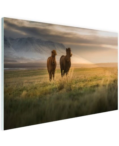 FotoCadeau.nl - IJslandse paarden in het veld Glas 30x20 cm - Foto print op Glas (Plexiglas wanddecoratie)