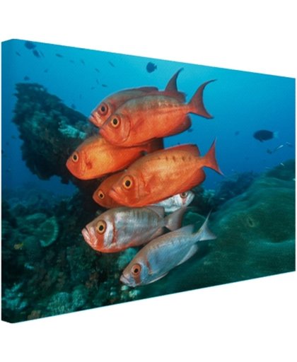 FotoCadeau.nl - Rode en grijze vissen bij Zuid-Afrika Canvas 30x20 cm - Foto print op Canvas schilderij (Wanddecoratie)