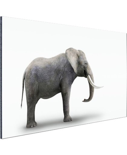 FotoCadeau.nl - Olifant op witte achtergrond Aluminium 120x80 cm - Foto print op Aluminium (metaal wanddecoratie)