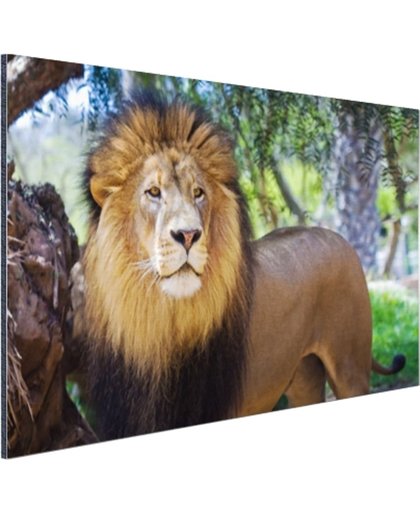 FotoCadeau.nl - Staande mannelijke leeuw Aluminium 90x60 cm - Foto print op Aluminium (metaal wanddecoratie)