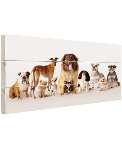 FotoCadeau.nl - Groepsportret van honden Hout 30x20 cm - Foto print op Hout (Wanddecoratie)