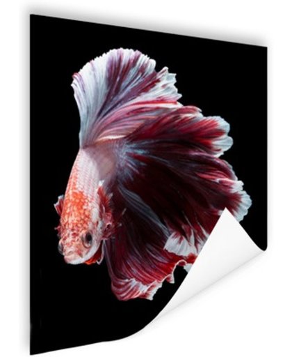 FotoCadeau.nl - Sierlijke vis zwarte achtergrond Poster 60x90 cm - Foto print op Poster (wanddecoratie)
