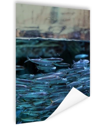 FotoCadeau.nl - Boven en onderwater vissen Poster 120x180 cm - Foto print op Poster (wanddecoratie)