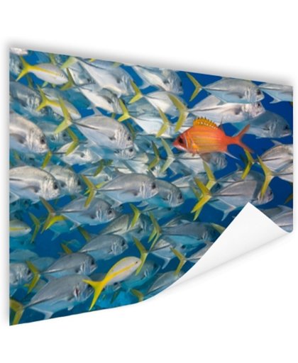 FotoCadeau.nl - Vis zwemt in tegengestelde richting Poster 90x60 cm - Foto print op Poster (wanddecoratie)