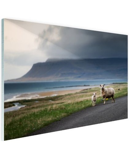 FotoCadeau.nl - IJslandse schapen Glas 60x40 cm - Foto print op Glas (Plexiglas wanddecoratie)