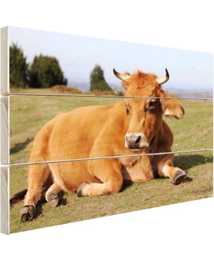 FotoCadeau.nl - Rustende koe met horens Hout 60x40 cm - Foto print op Hout (Wanddecoratie)