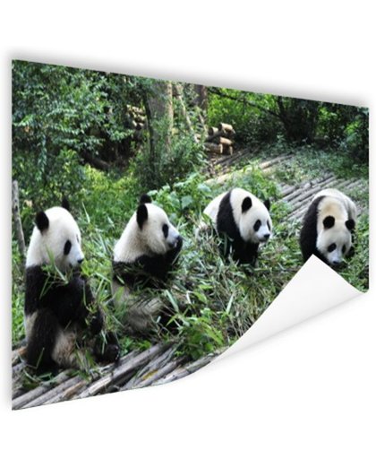 FotoCadeau.nl - Reuze pandas in de natuur Poster 180x120 cm - Foto print op Poster (wanddecoratie)