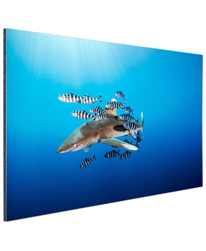 FotoCadeau.nl - Haai met vissen Aluminium 30x20 cm - Foto print op Aluminium (metaal wanddecoratie)