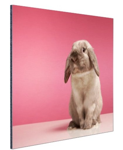 FotoCadeau.nl - Konijnen voor roze muur Aluminium 30x20 cm - Foto print op Aluminium (metaal wanddecoratie)