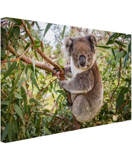 FotoCadeau.nl - Koala in een boom Canvas 30x20 cm - Foto print op Canvas schilderij (Wanddecoratie)