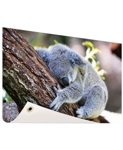 FotoCadeau.nl - Slapende koala Tuinposter 60x40 cm - Foto op Tuinposter (tuin decoratie)