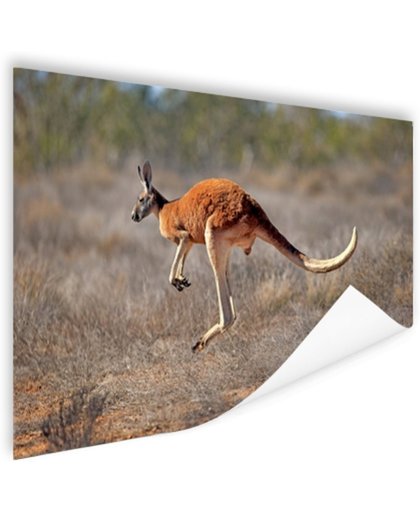 FotoCadeau.nl - Een springende kangoeroe Poster 90x60 cm - Foto print op Poster (wanddecoratie)