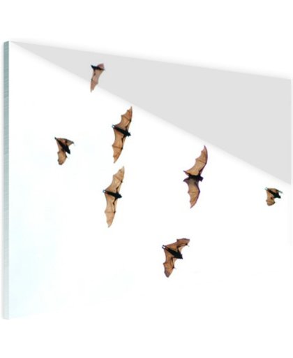 FotoCadeau.nl - Vliegende vleermuizen Glas 60x40 cm - Foto print op Glas (Plexiglas wanddecoratie)