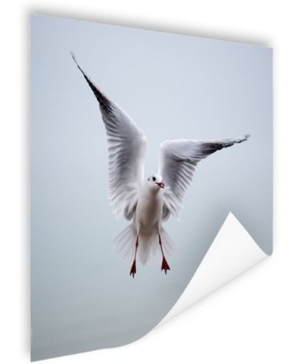 FotoCadeau.nl - Vliegende meeuw Poster 75x75 cm - Foto print op Poster (wanddecoratie)