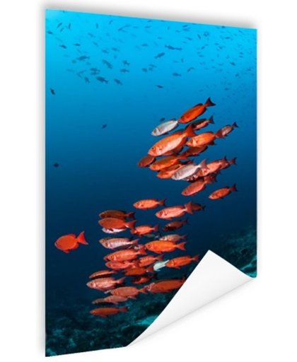 FotoCadeau.nl - Rode vissen voor blauwe achtergrond Poster 40x60 cm - Foto print op Poster (wanddecoratie)