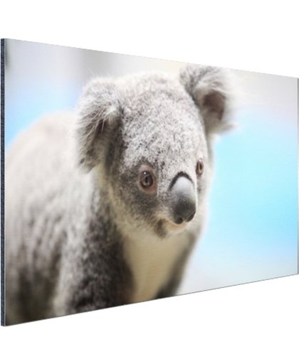 FotoCadeau.nl - Een close-up van een koala Aluminium 30x20 cm - Foto print op Aluminium (metaal wanddecoratie)