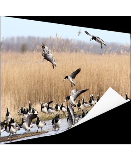 FotoCadeau.nl - Groep ganzen in het water Poster 180x120 cm - Foto print op Poster (wanddecoratie)