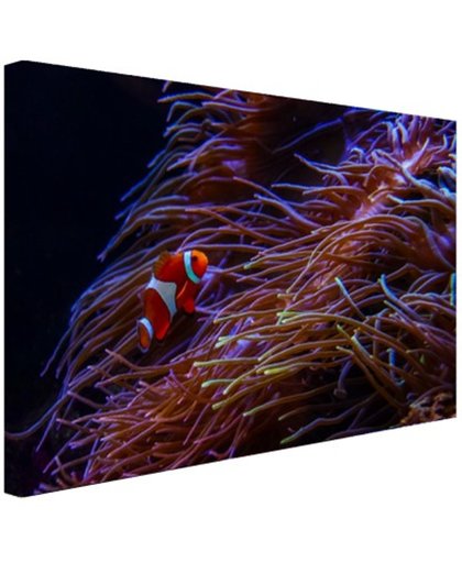 FotoCadeau.nl - Nemo clown vis bij koraal Canvas 60x40 cm - Foto print op Canvas schilderij (Wanddecoratie)