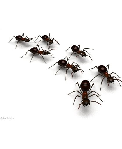 12 Mieren 5 cm lang