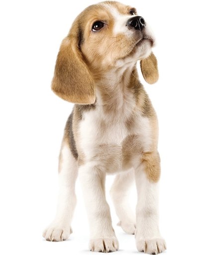 KEK AMSTERDAM Beagle Puppy Muursticker