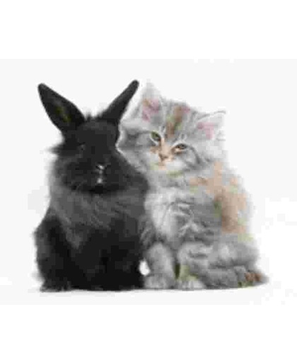 Main Coon Kitten en zwart  konijn Muismat
