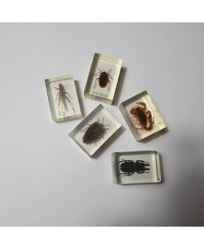 insecten verzameling