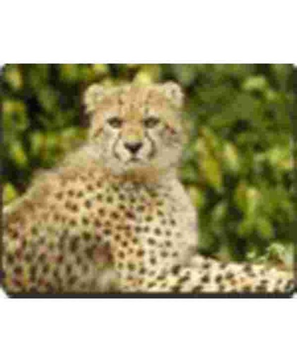 Cheetah   Muismat