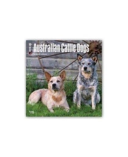 Australian Cattle Dogs 2018 - Australische Cattle Dogs - 18-Monatskalender. Original BrownTrout-Kalender - mit freier DogDays-App, Paperback