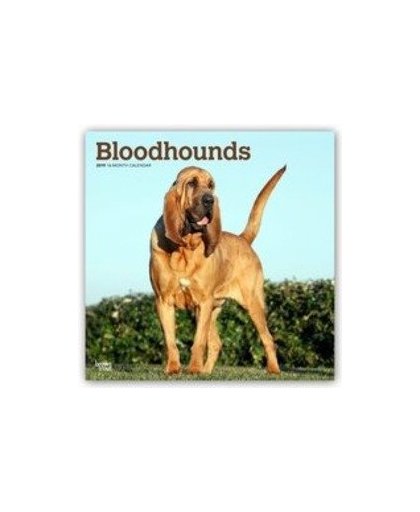 Bloodhounds - Bluthunde 2019 - 18-Monatskalender mit freier DogDays-App. Original BrownTrout-Kalender [Mehrsprachig] [Kalender], Paperback