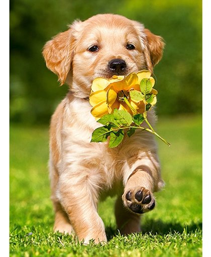 Diamond Painting - Labrador Puppy met een bloem - 30x25 cm - FULL - Volledig