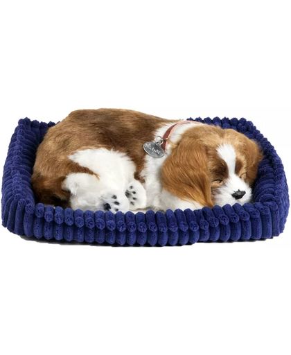 Perfect petzzz Soft cavalier king charles