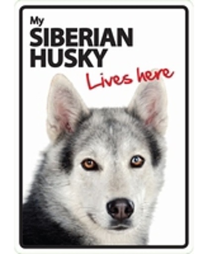Siberian Husky lives here