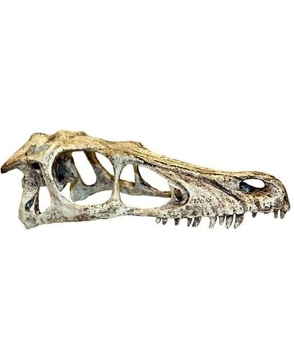 Komodo raptor schedel 7,5x18,5x5 cm s