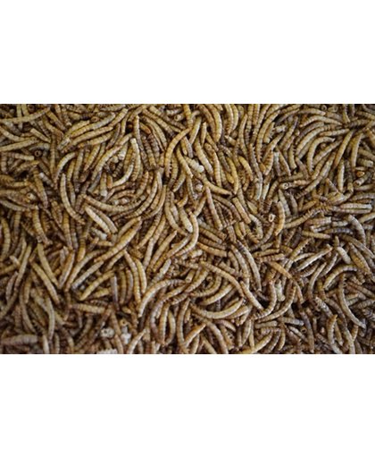 Meelwormen - Kippenvoer (5 Liter)